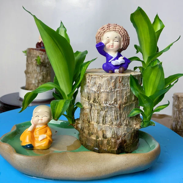 巴西木盆栽水养室内桌面小绿植四季常青格鲁特小玩偶水培植物花卉