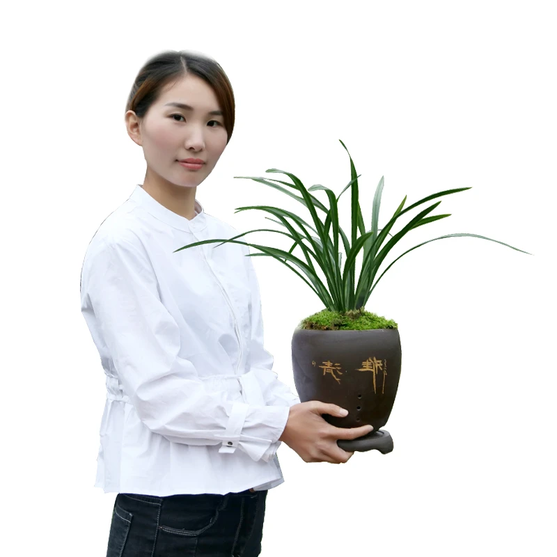 浓香兰花 好养建兰四季兰 室内盆栽花卉40补差