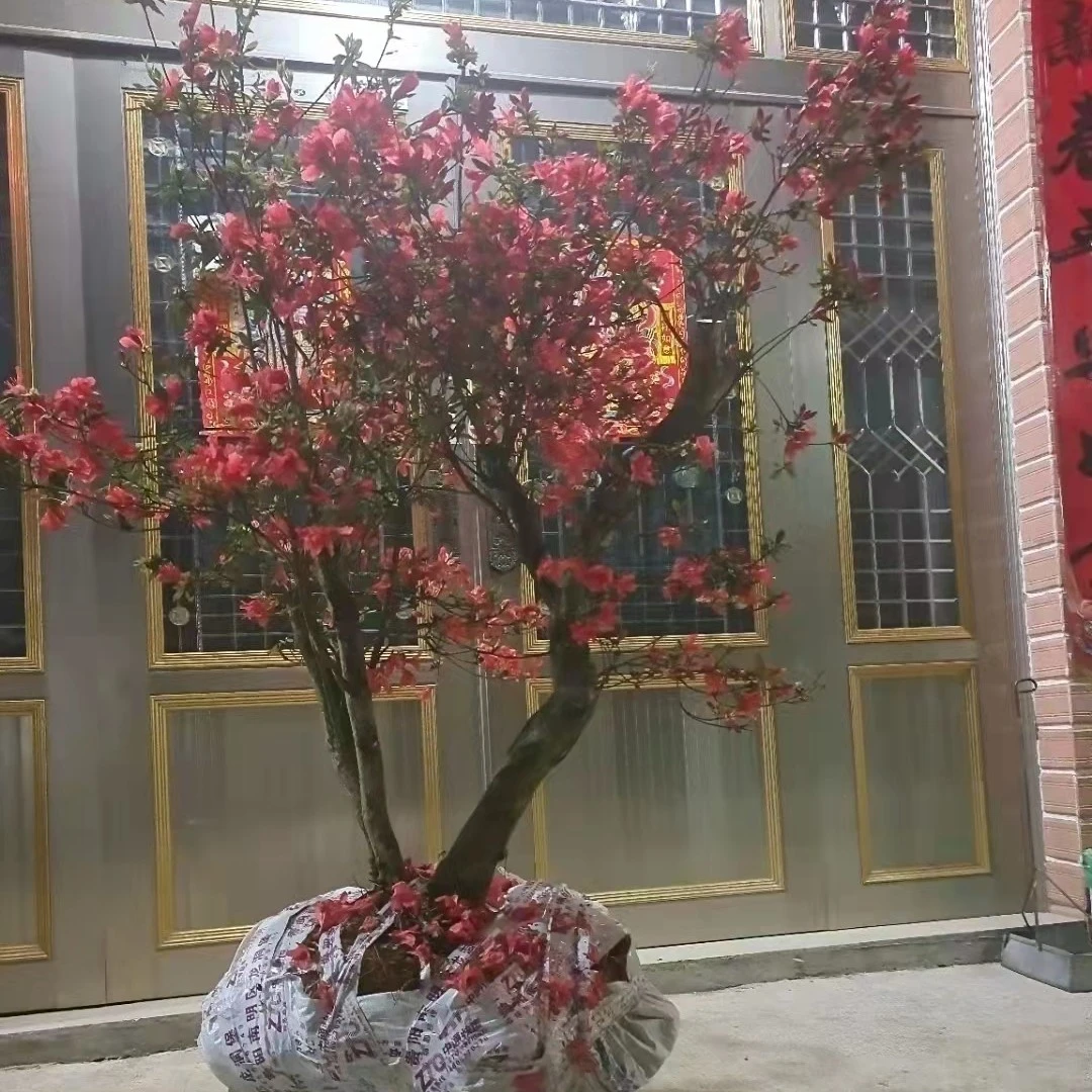 精品映山红盆景 1.2米