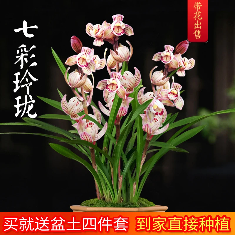 七彩玲珑 刘阁兰花苗 建兰荷瓣带花苞出售有香味的花卉绿植盆栽