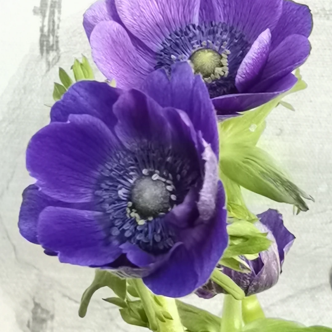 花中圆鲜花   银莲花，多色可选