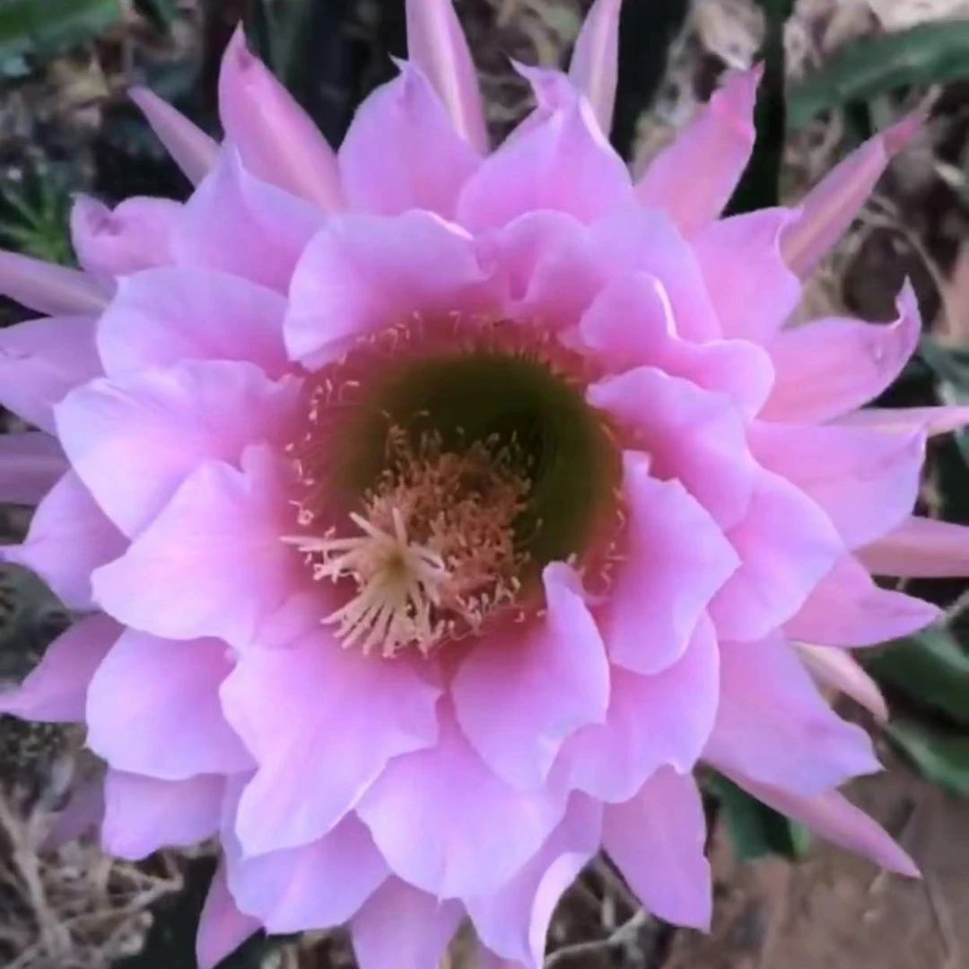 佛拉门戈毛花柱侧芽（全场满20包邮）