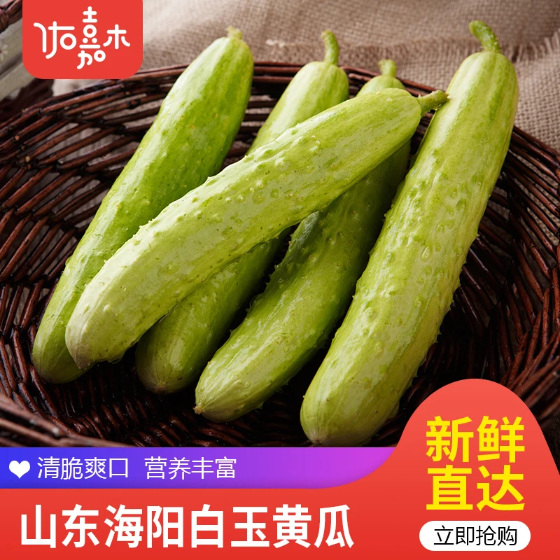 山东海阳白黄瓜新鲜水果小黄瓜4.5斤