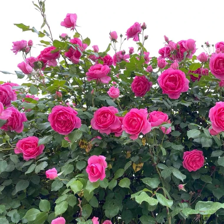 大游行藤本月季花卉爬藤蔷薇花苗四季开花拱门栅栏庭院阳台花卉