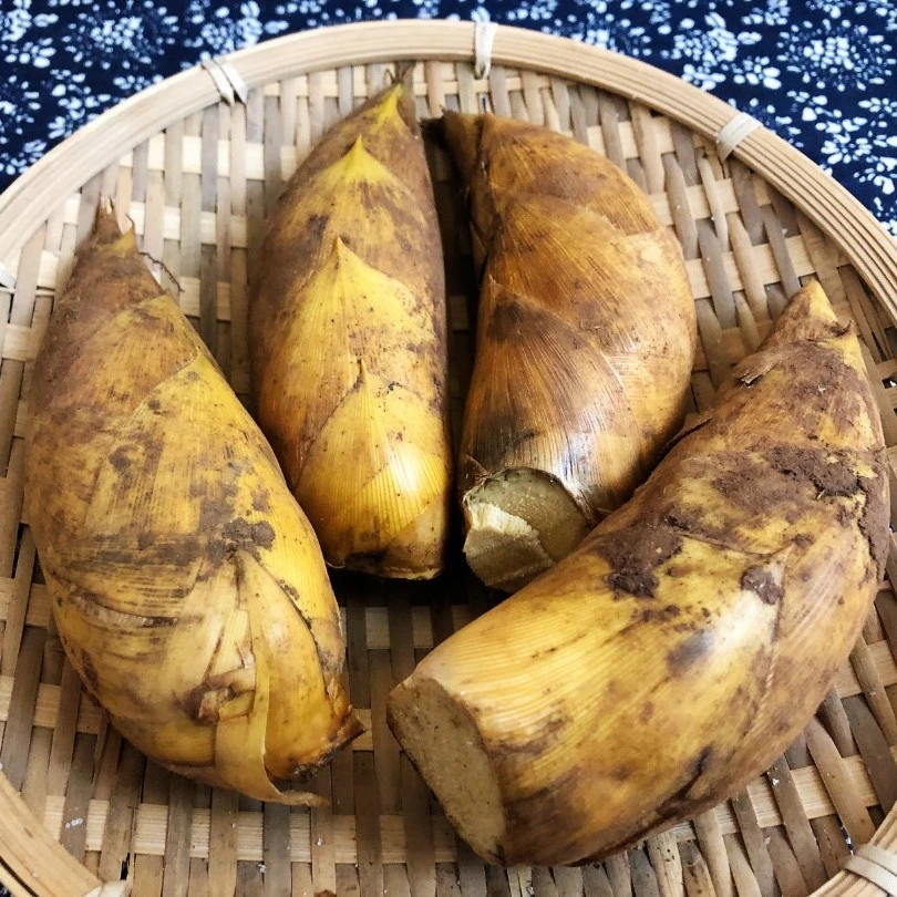 临安特产农家自产高山现挖现发小号冬笋（单颗2-4两）  3斤装/5斤装