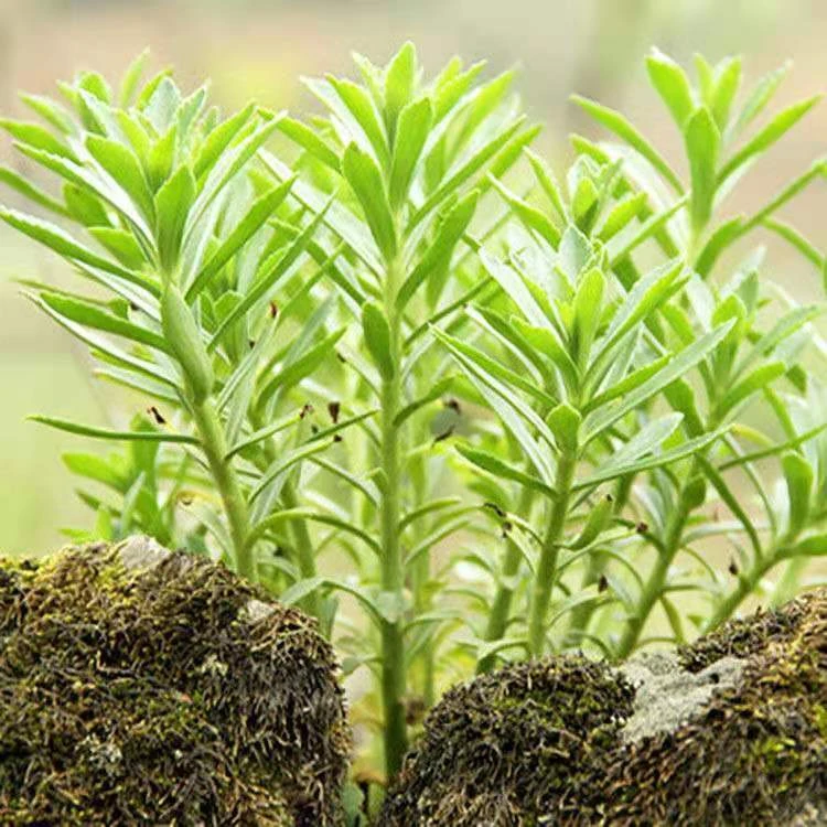 养心菜高钙菜种子养心菜种苗救心菜苗子四季播种阳台盆栽庭院野菜