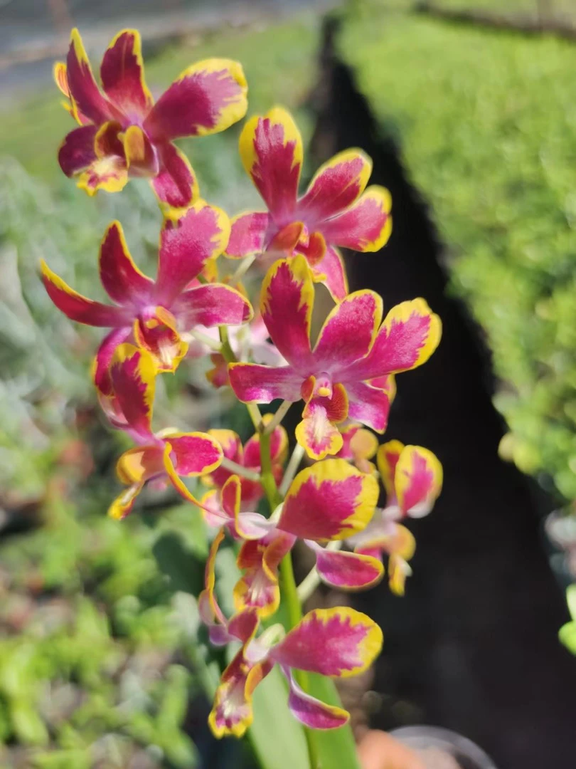 兰花石斛兰铁皮/春/秋创意盆栽