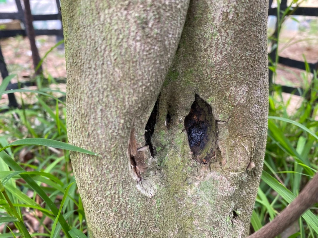 虎斑棋天然结香 打孔10个月的效果图 一代苗