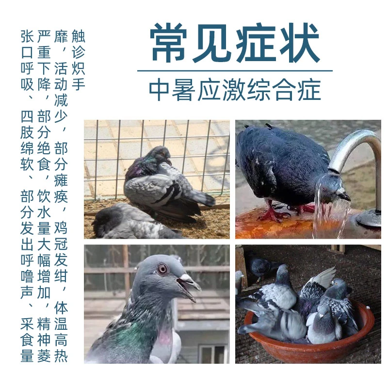 鸽子赛鸽信鸽肉鸽观赏鸽抗热应激解暑降温防中暑浓缩型