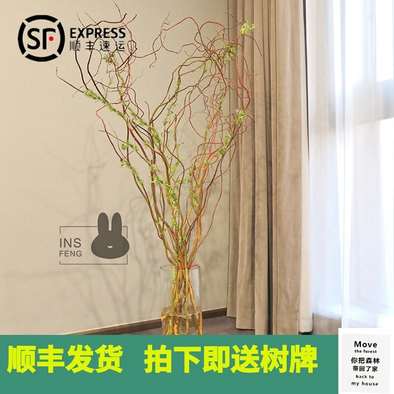 insfeng荷兰进口金龙柳大型水培植物室内枝条鲜切龙柳水养绿植