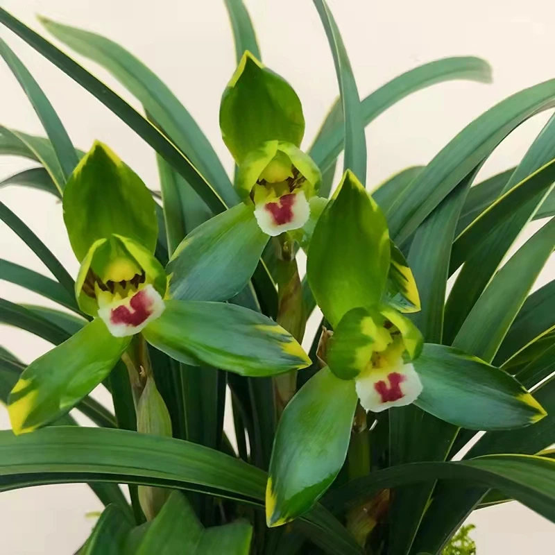 A 矮种春兰名品【金边大富贵】（带培育盆发货）兰花春季栽培美观