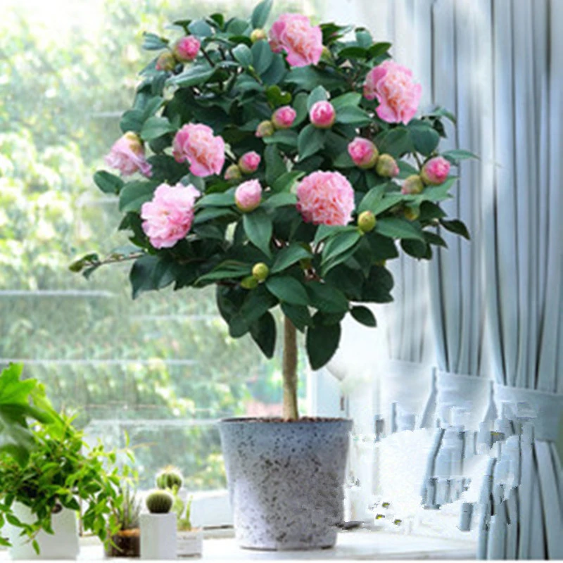 茶花香妃粉色浓香大花可盆栽地栽庭院室内花卉摆件发货基地直销
