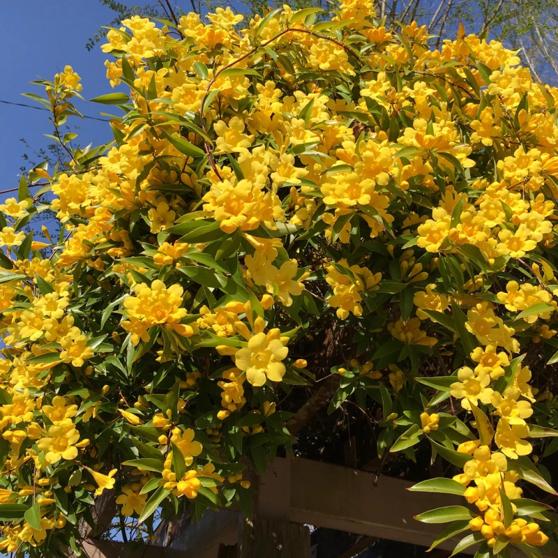 法国香水黄茉莉花苗浓香庭院爬藤植物长青绿植花卉盆栽