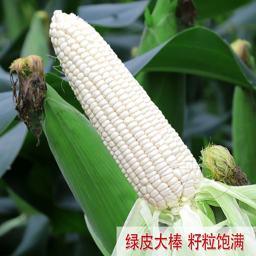 白甜糯玉米种子粘糯苞米种籽大全四季种植大棒密甜糯2号玉米种孑