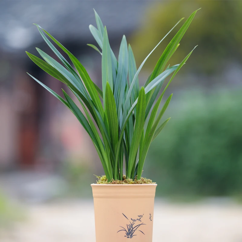 精品兰花苗墨兰盆栽室内花卉万福宝春节带花苞开花浓香型