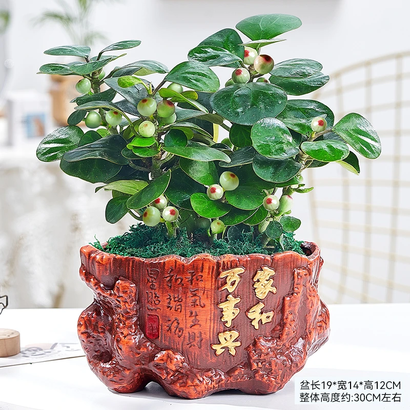 菩提树盆栽盆景小盼菩提带果发货四季常青树绿植室内客厅阳台植物