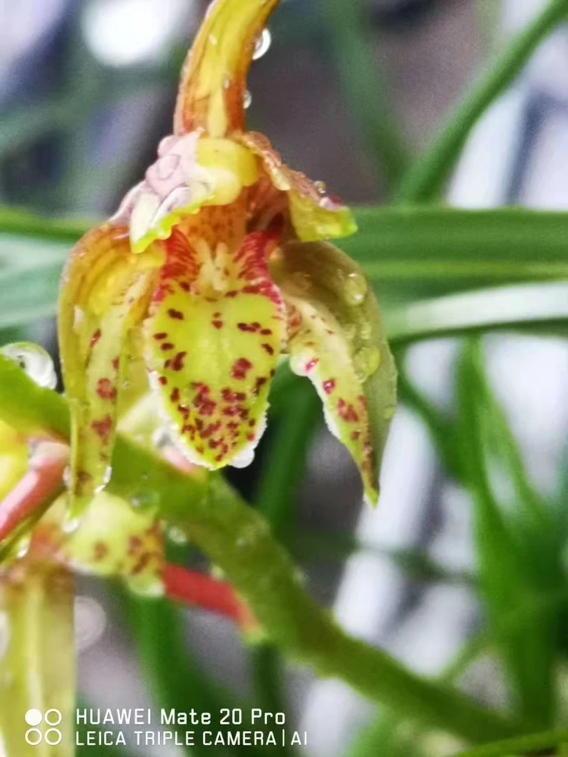 兰花：春剑、送春、春兰、一物一拍。