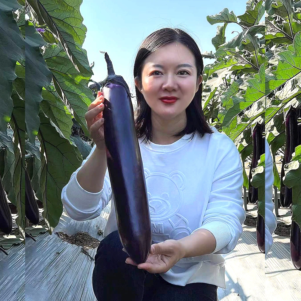 紫黑长茄子巨划算茄种子家庭小院阳台四季可以种植