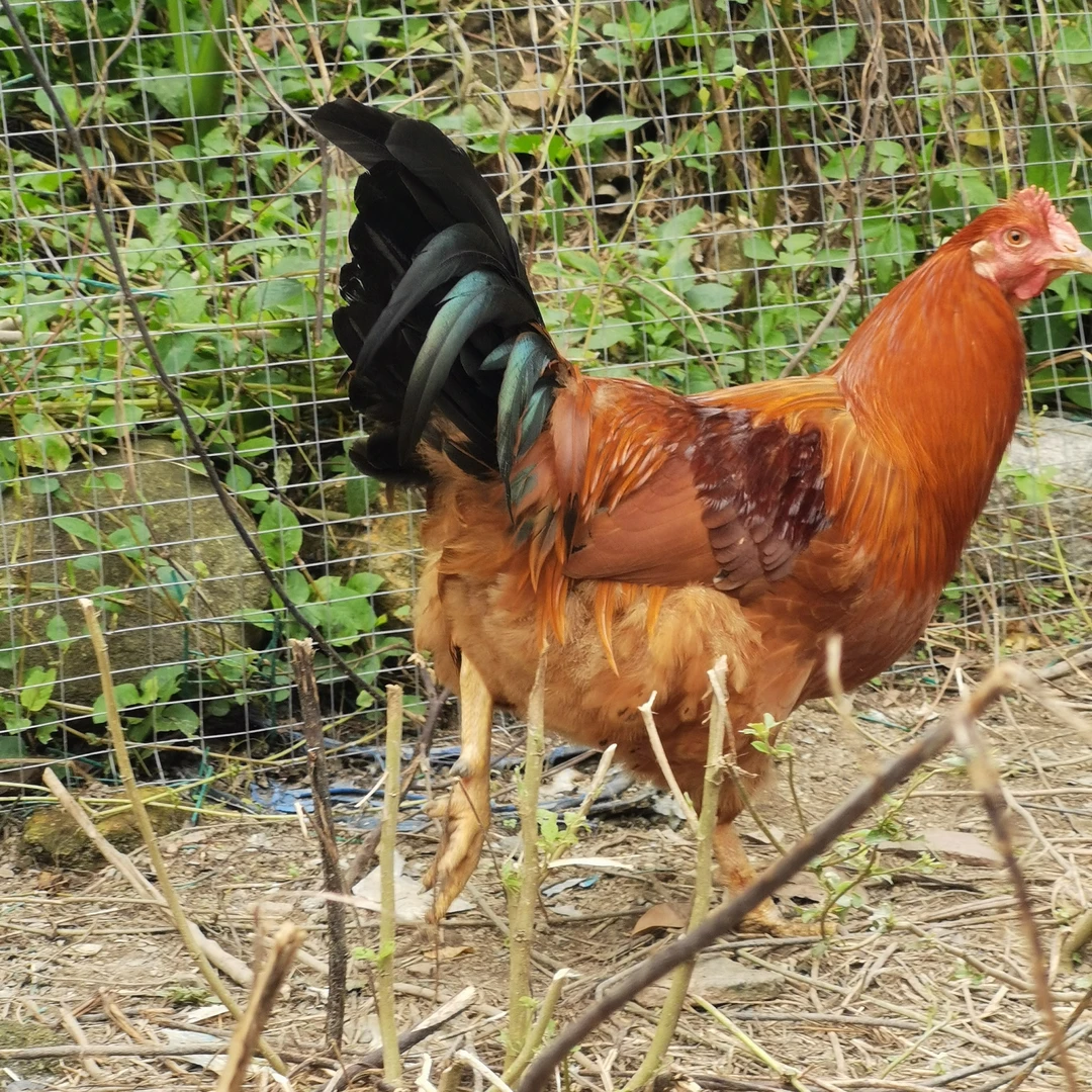 养足1年农家放养老阉鸡毛重6.5斤喂五谷杂粮 包冰率40%及以上