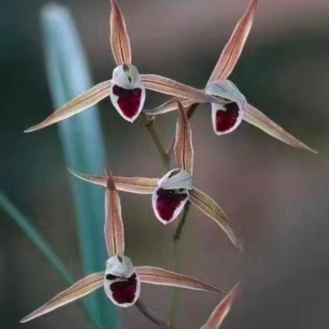 寒兰铭品红苹果绿植花卉盆栽