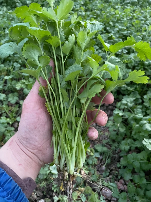 长春市小嫩香菜现割现送(顺丰空运)