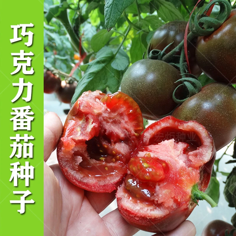 宏炬维纳斯黑番茄种子西红柿种子秋播庭院蔬菜种孑番茄种籽孑简单
