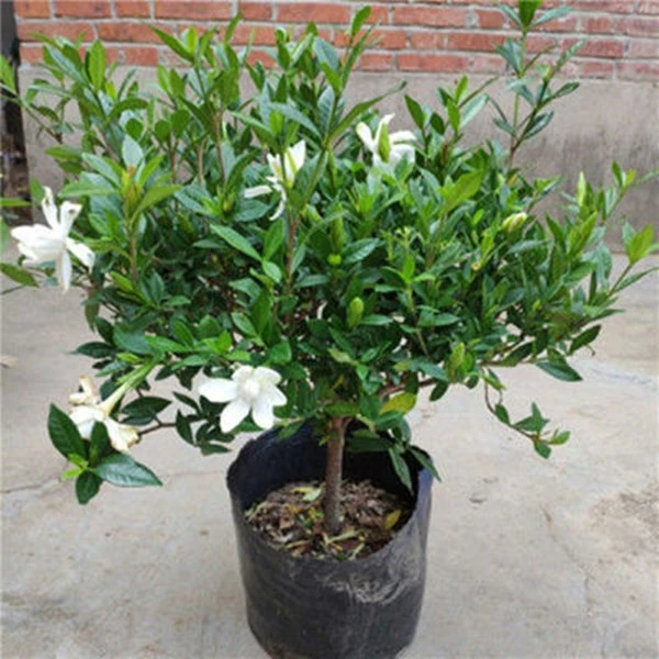 四季栀子花盆栽浓香型浓香花卉独干小叶栀子花苗带花苞栀子花植物