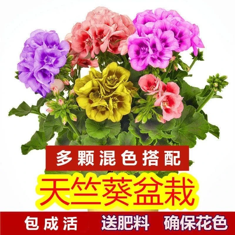 天竺葵花苗四季开花买一送一庭院室内外盆栽花卉