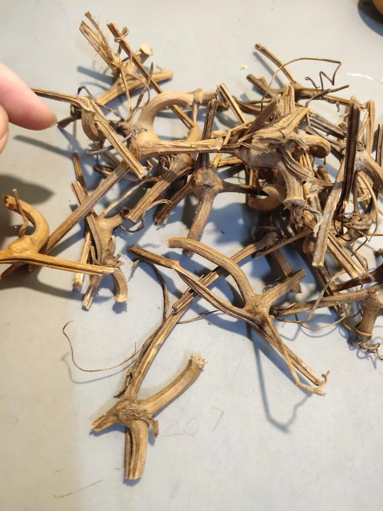 天然小葫芦的龙头10个随机发，无龙头小葫芦手工嫁接
