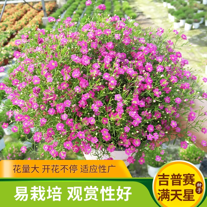 易爆盆吉普赛满天星花种子四季开花室内阳台阳台盆栽庭院易种花籽