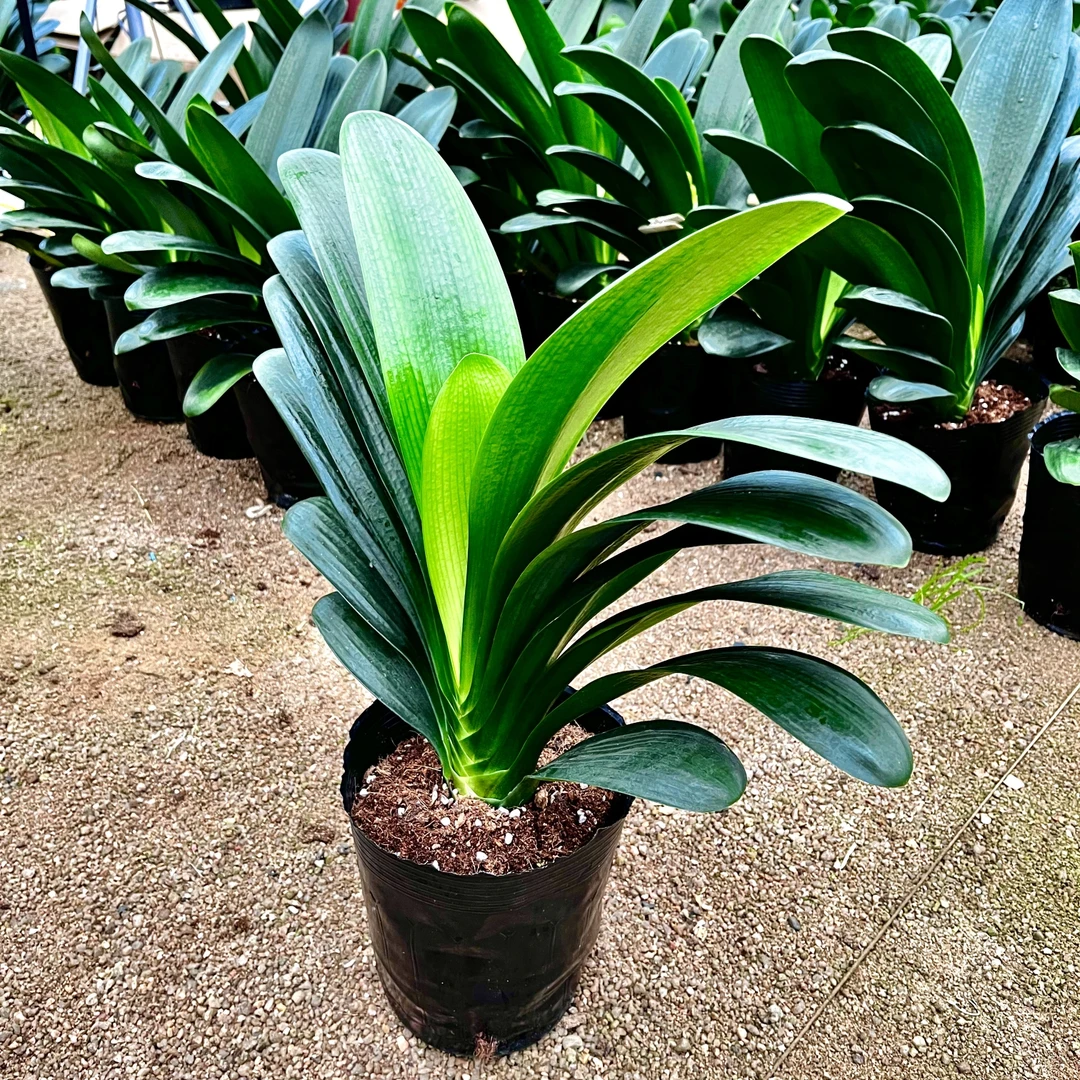 大颗开花君子兰室内绿植盆栽（直播间一物一拍为准）