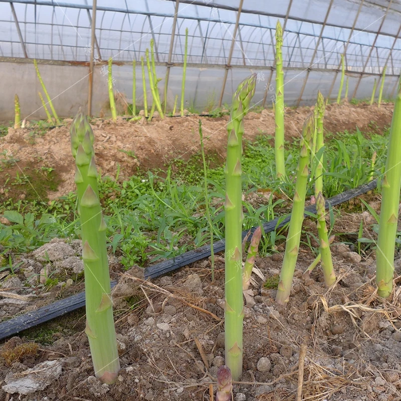 绿芦笋种苗多年生耐寒耐旱四季适合阳台种植简单易养