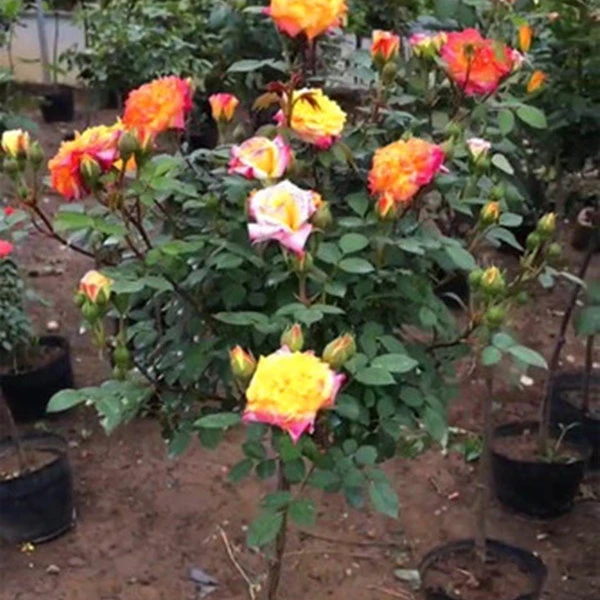 棒棒糖月季树形树状彩虹变色龙四季浓香大花卉庭院植物盆栽