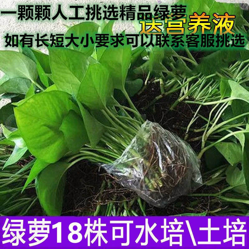 遇花卉室内水培绿萝苗水培植物花卉四季常绿吸除甲醛净化空气
