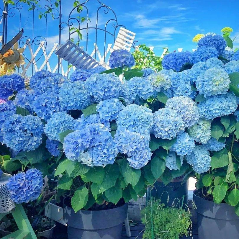 【大海兰】大花绣球庭院阳台种植发货盆栽(有焦边介意勿拍)