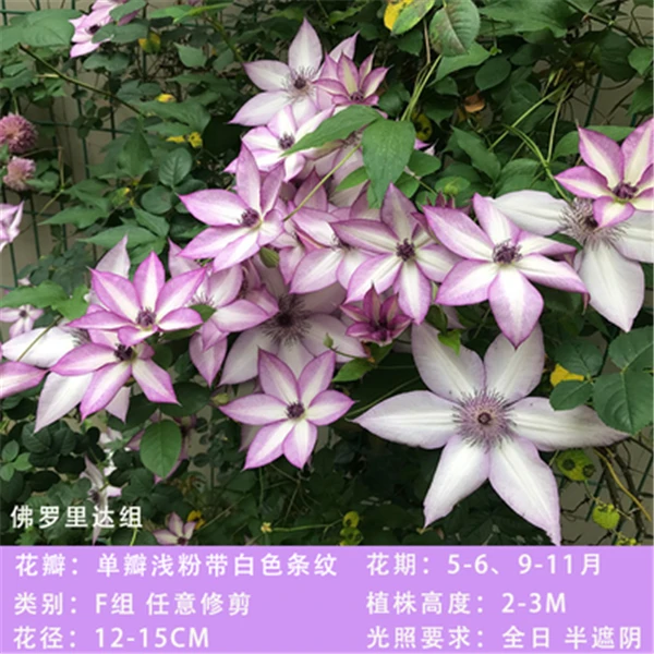 铁线莲 乌托邦 F系 单瓣大花 多季开花耐寒耐热庭院室内外种植