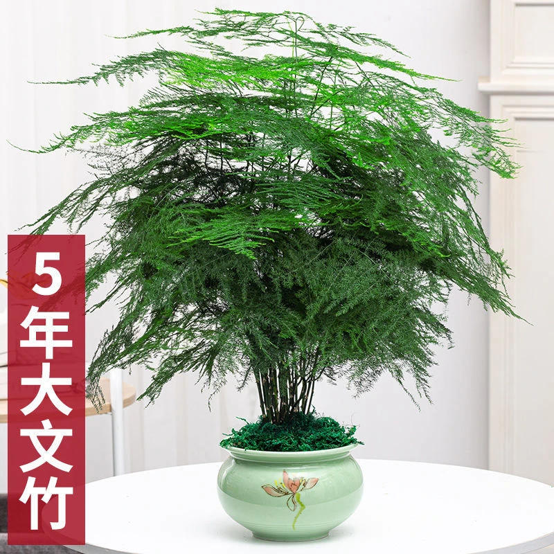大文竹绿植盆栽室内客厅办公室桌面养护植物美观四季常青花草叶子