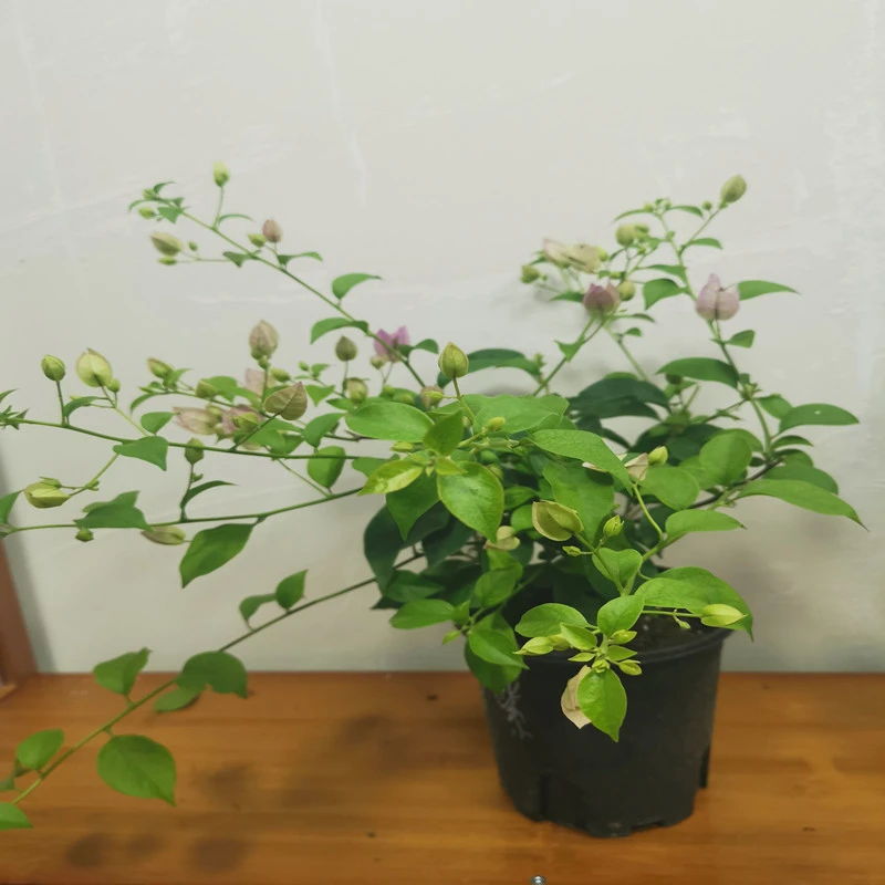 雪紫【小盆】 三角梅盆栽带花带盆原土发货