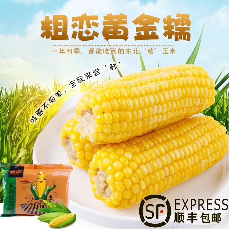 粗恋玉米厂家直销速冻农家绿色粗粮黄金粘糯玉米一箱16穗顺丰包邮