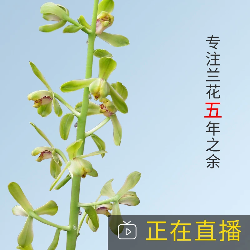 兰花苗四季植物浓香型金边兰草素心艺草斑草红香妃蕙兰绿植盆裁
