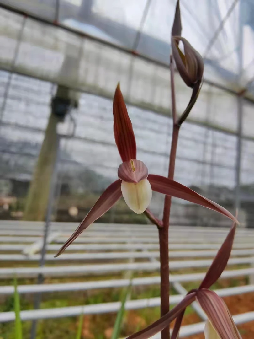 兰花名品高雅绿植盆栽植物寒兰色花（醉美人）勤花勤芽