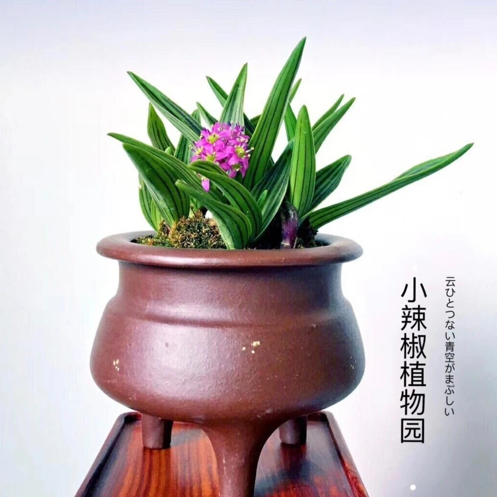 室内观叶植物微型迷你小兰花草 山野草 稿蔓穗缟蔓穗 会开花 好养