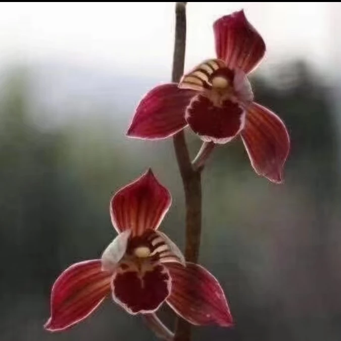 墨兰老种东方红神荷浓香冬季花苗盆栽植物