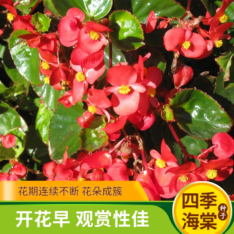 四季海棠种子室内阳台盆栽庭院超级奥林匹亚鸡尾酒易种春秋花卉籽