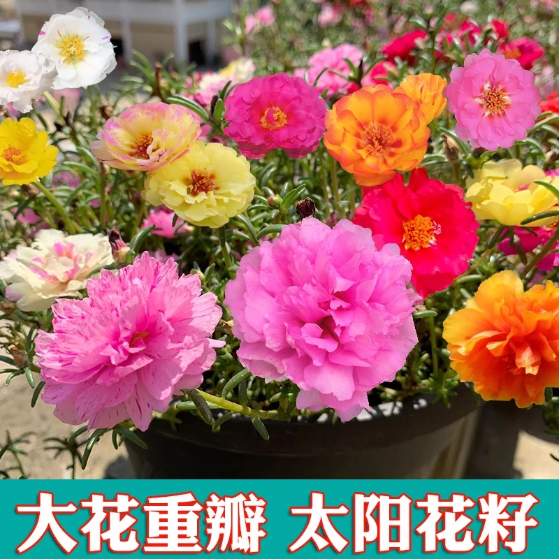 太阳花种子混色5000粒（拍一发二）混色波斯菊百日草野花组合庭院