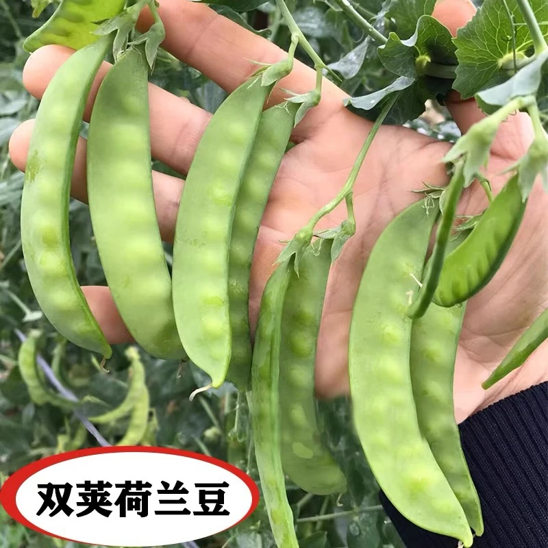 荷兰豆种子豌豆尖四季种植阳台盆栽好吃高产嫩荚脆甜发芽简单