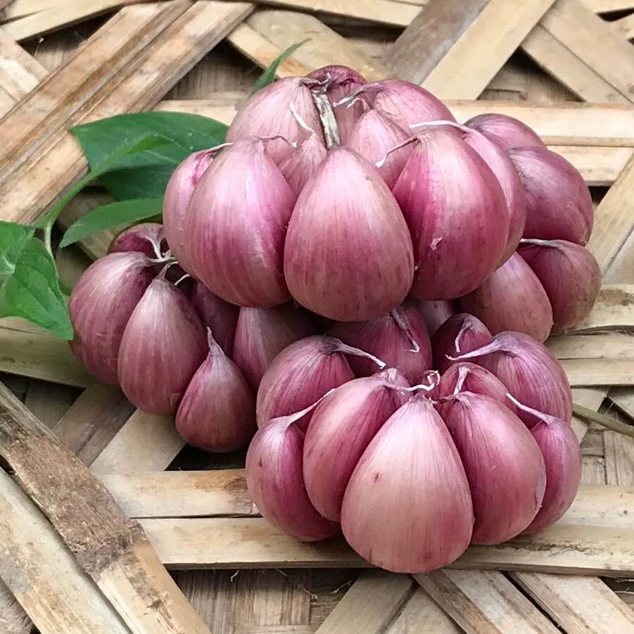 食香九镇云南紫皮大蒜多瓣蒜蒜头1-5斤农家蒜带箱重不是种蒜