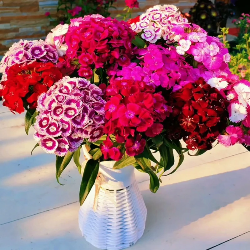 美国石竹种子春秋播宿根花种子多年生草花种子阳台四季种耐寒种子