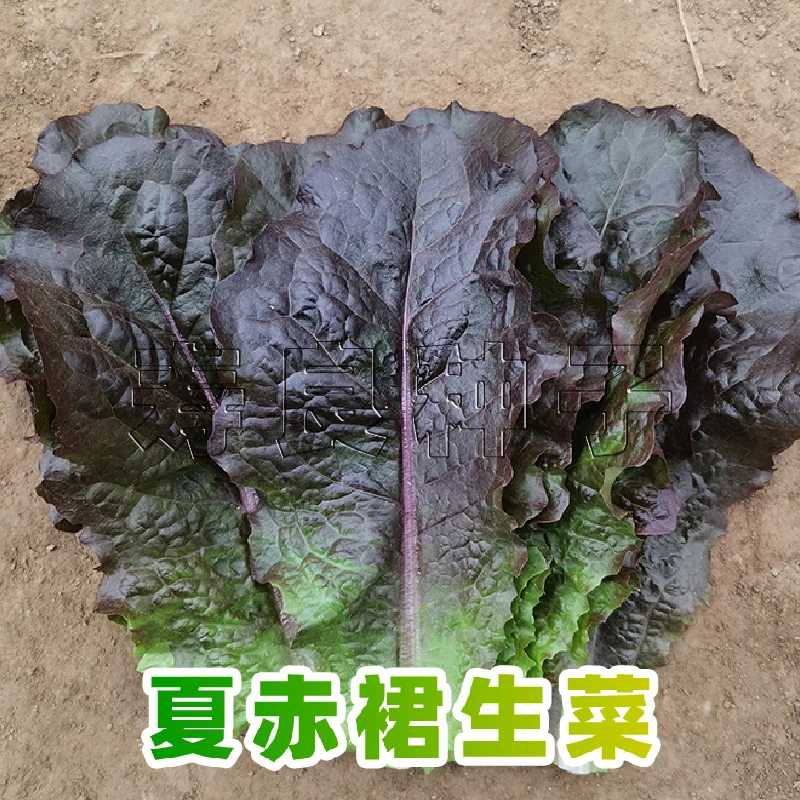生菜种子夏赤裙耐热紫红大叶韩国籽烤肉包饭劈观赏四季盆栽蔬莱孑