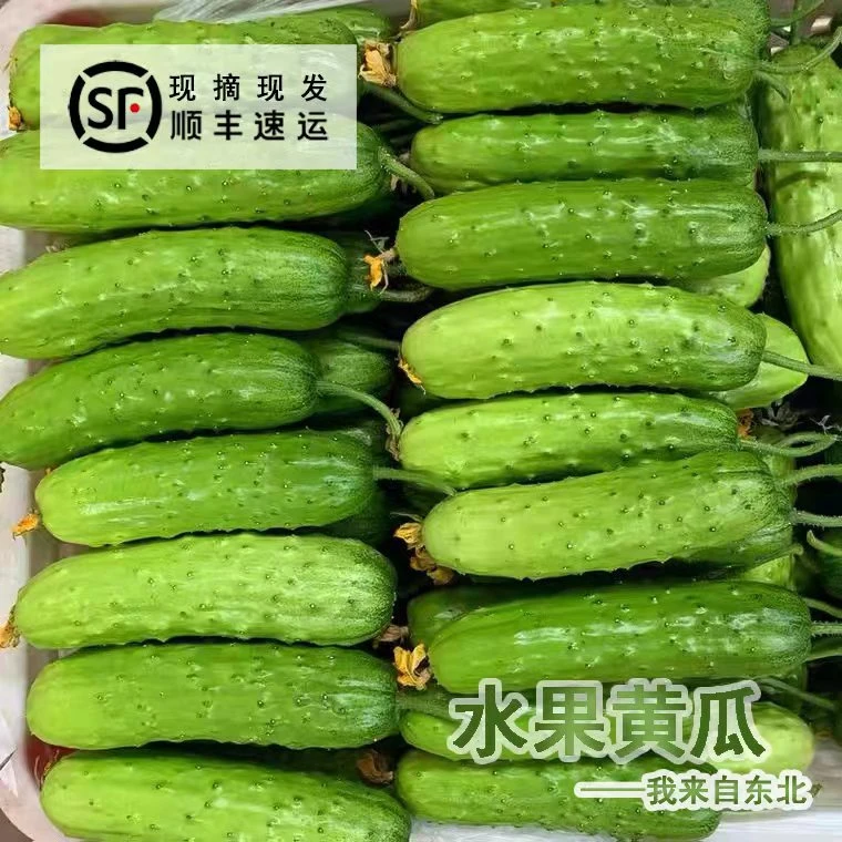 东北特产农村旱黄瓜小旱黄瓜精选生鲜旱黄瓜3斤5斤【顺丰包邮】